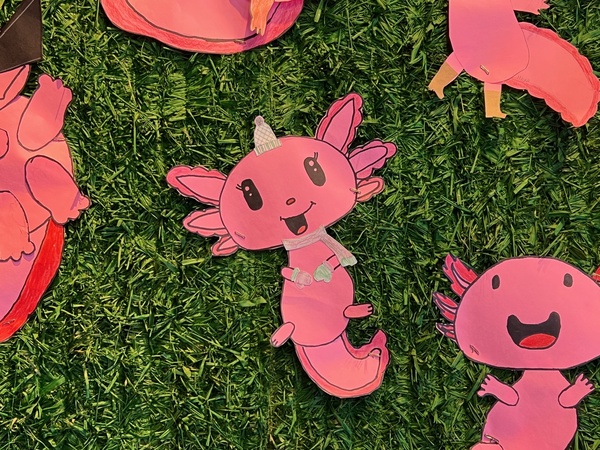 Pink paper axolotl on a green faux grass wall Axolotl is smiling and wearing a small party hat and holding a tiny blue heart