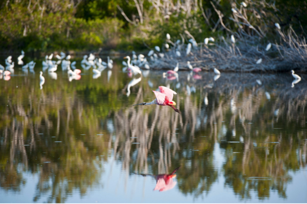 Photo of flamingo or a bird that looks like a flamingo flying over a still body of water so you see their reflection below them Flock of birds in background blurry