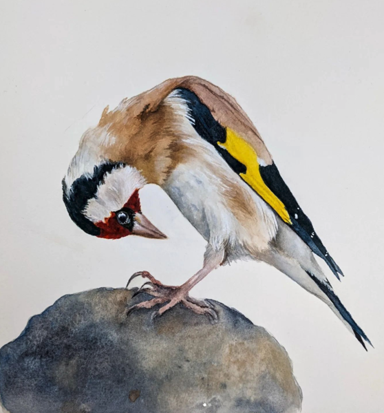 Watercolor painting of bird standing on grey rock Bird is white with light brown feathers red head yellow and black wings Head is bowed toward stomach side view