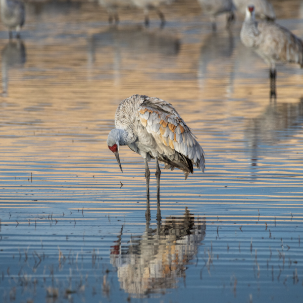 Photograph of a sandhill crane standing in water and looking down Their reflection is perfectly captured in the water There are several out of focus cranes in the background also standing in water
