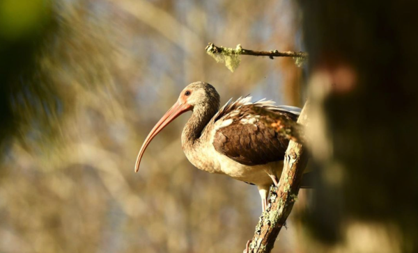 Photograph of an immature white ibis sitting in a tree Only the bird and the branch are in focus Bird has long orange beak and is facing left