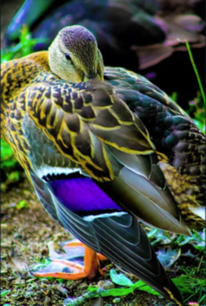 Mallard side view Head tucked into left wing eyes just visible Brightly colored feathers of yellow black and purple