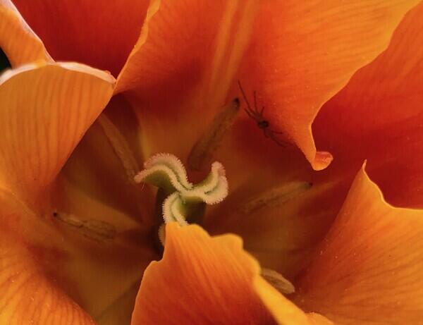 Painting of close up of center of orange flower 