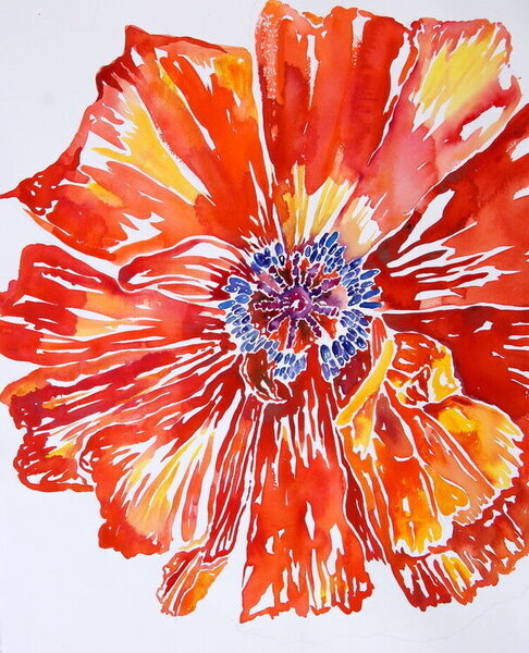Painting of close up of red poppy with yellow highlights and blue center on a white background 