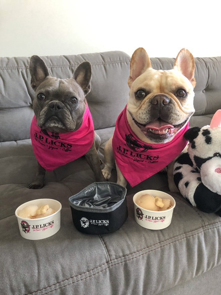 Two dogs wearing pink JP Licks branded bandanas with ice cream in front of them and a black JP Licks water bowl between them and a stuffed black and white spotted cow next to them 