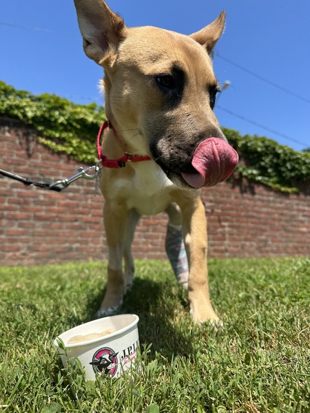 Brown German Shepard Mix Dog licking his nose standing on grass over a white JP Licks branded cup of sorbet 