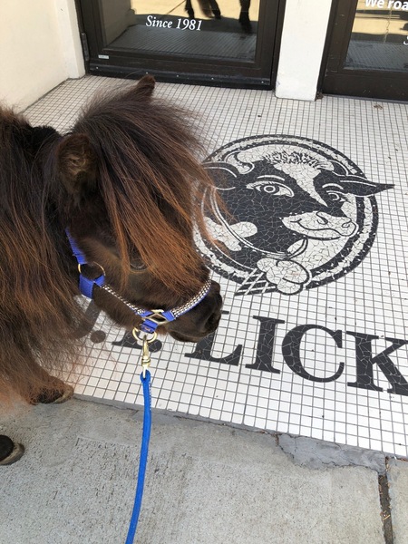 Miniature pony in blue halter in front of JP Licks blackandwhite logo tiled entry way in Andover store Just pony039s head and part of mane visible Brown and auburn mane covering pony039s eye