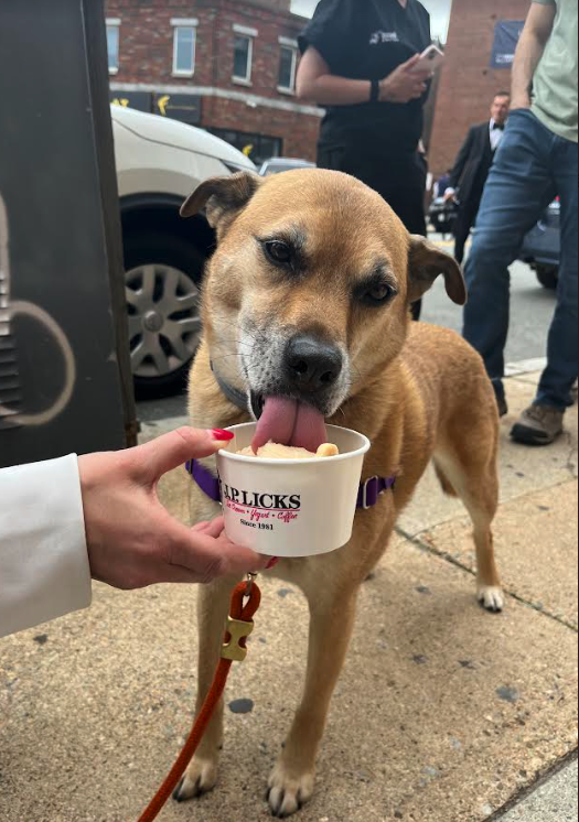 Light brown medium sized dog with black ears nose and eyes with white fur on their muzzle licking a cup of dog friendly sorbet from a white JP Licks branded cup while a human hand with red nailpolish holds the cup The dog is standing on a city sidew